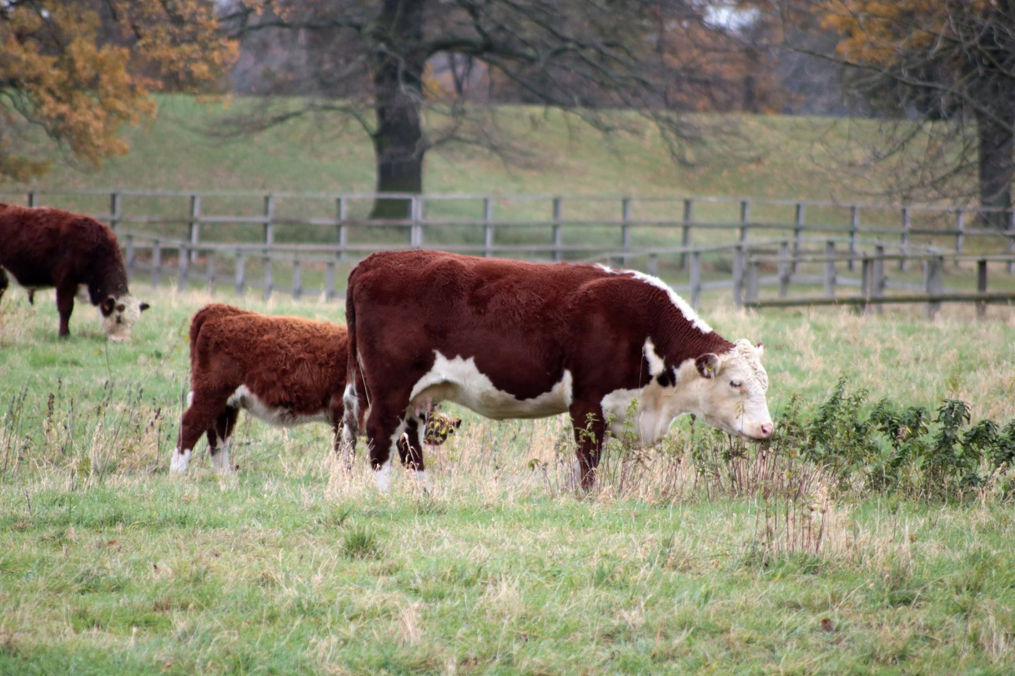 Elbweidrinder Graditz