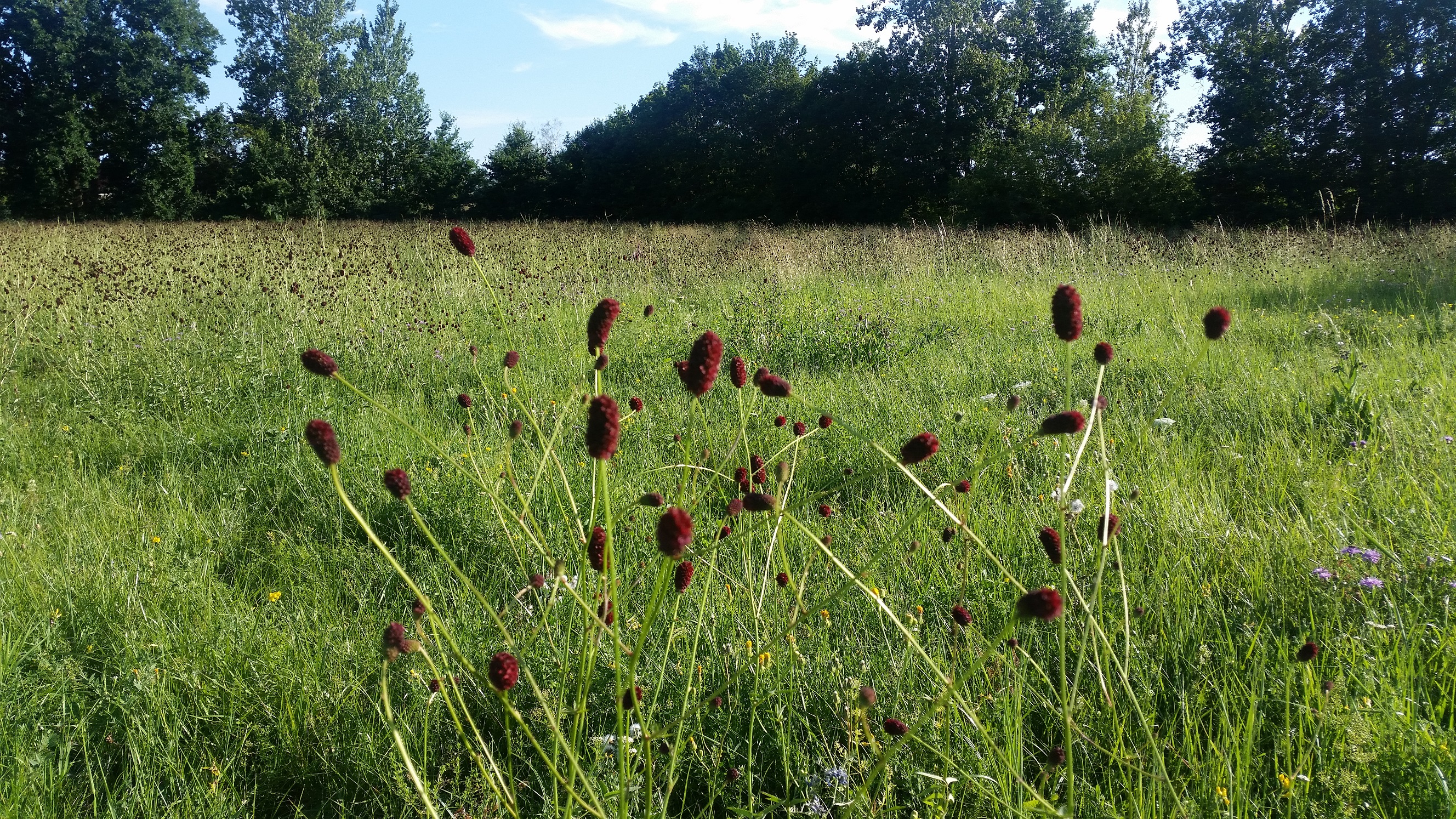 Wiesenknopf Wasserfassung Elsnig