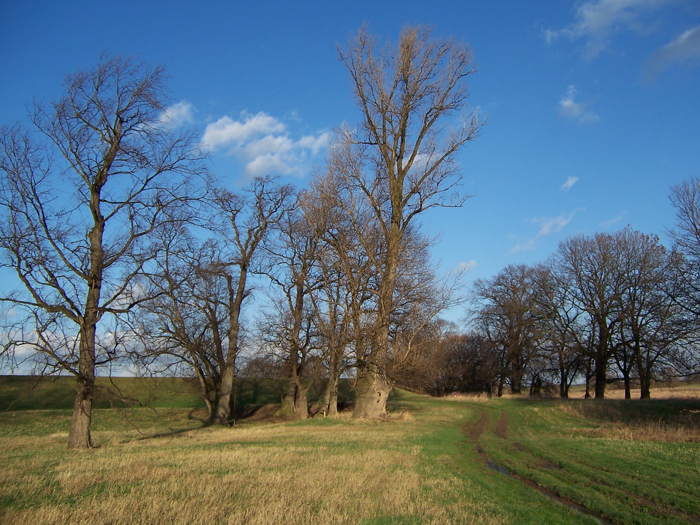 Alte Elbe Zwischen Kamitz und Kathewitz 2006 4