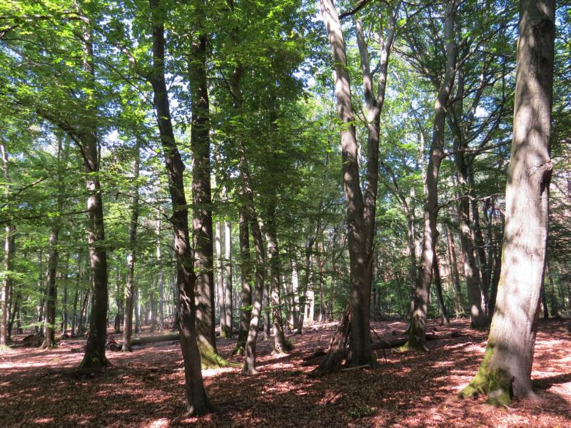 K800 Hainsimsen Buchenwald PHWuMG bearbeitet