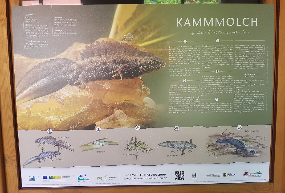 Kammmolch - agiler Unterwasserdrache