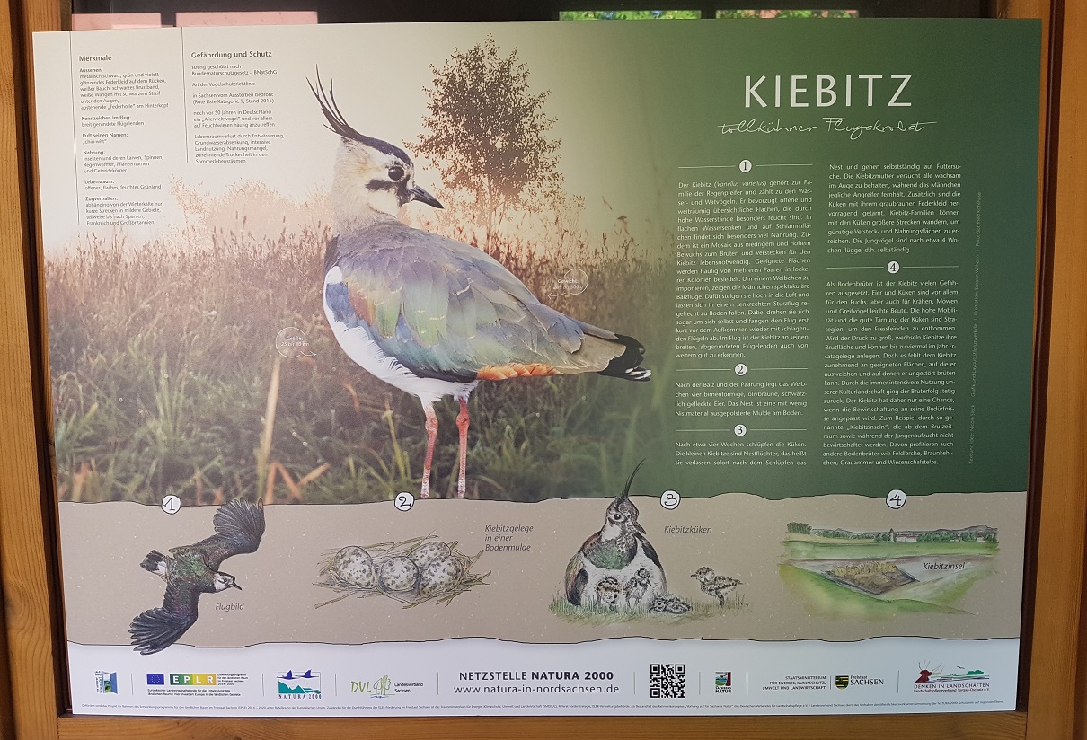 Kiebitz - tollkühner Flugakrobat