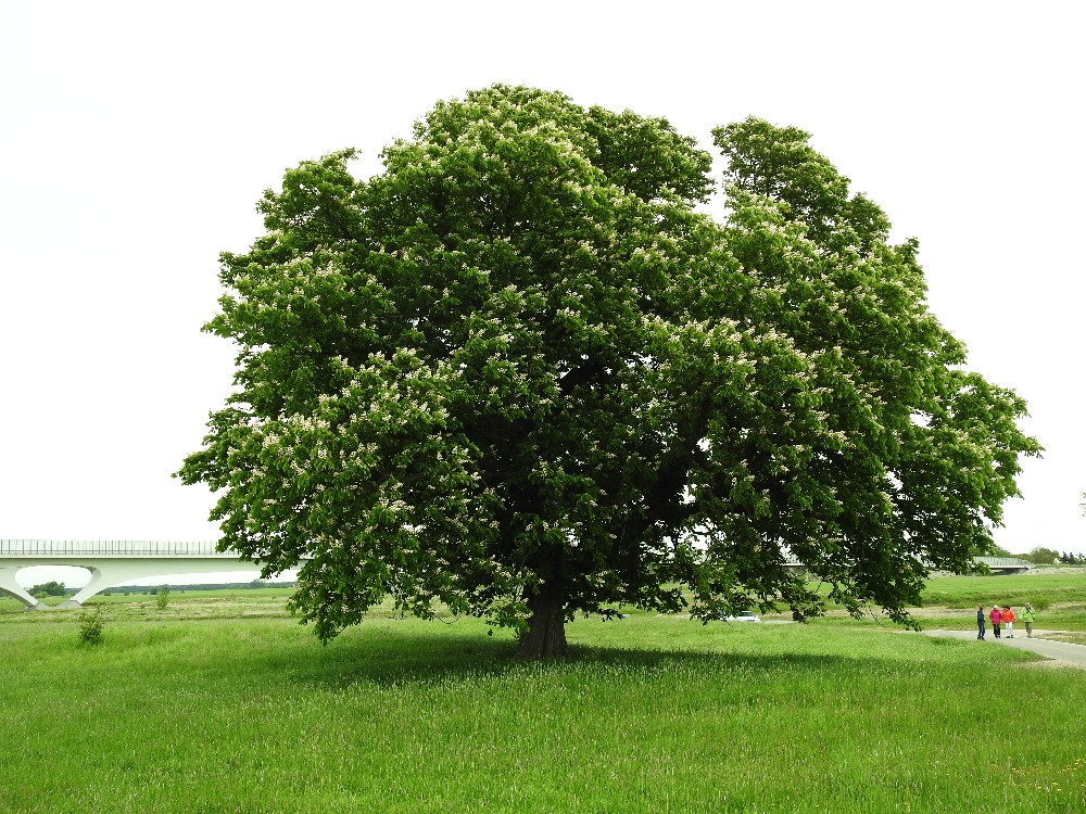 2018 05 1 Netzstelle N2000 04