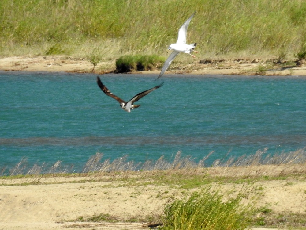 Sturmmöwe kontra Fischadler