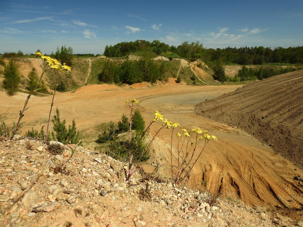 DSCN6926 Kiesgrube Burkhardshof