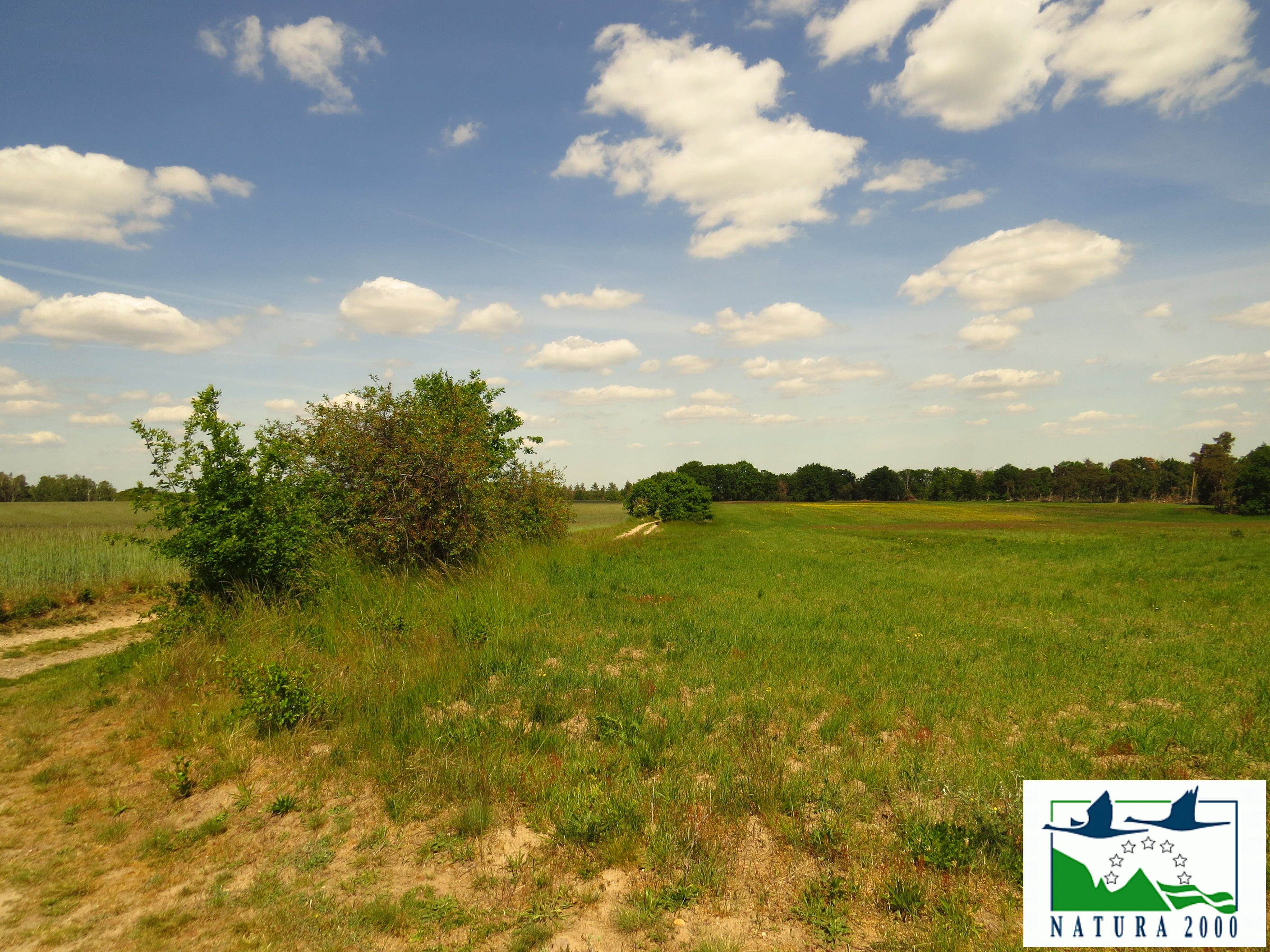 Pressebild Elbtalhnge N2000