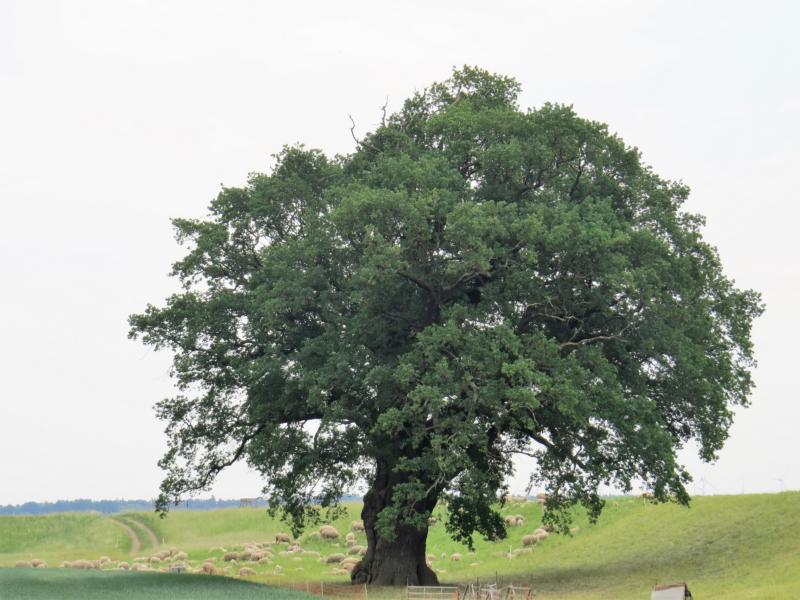 K800 2018 06 10 Schifffahrt Elbe 02