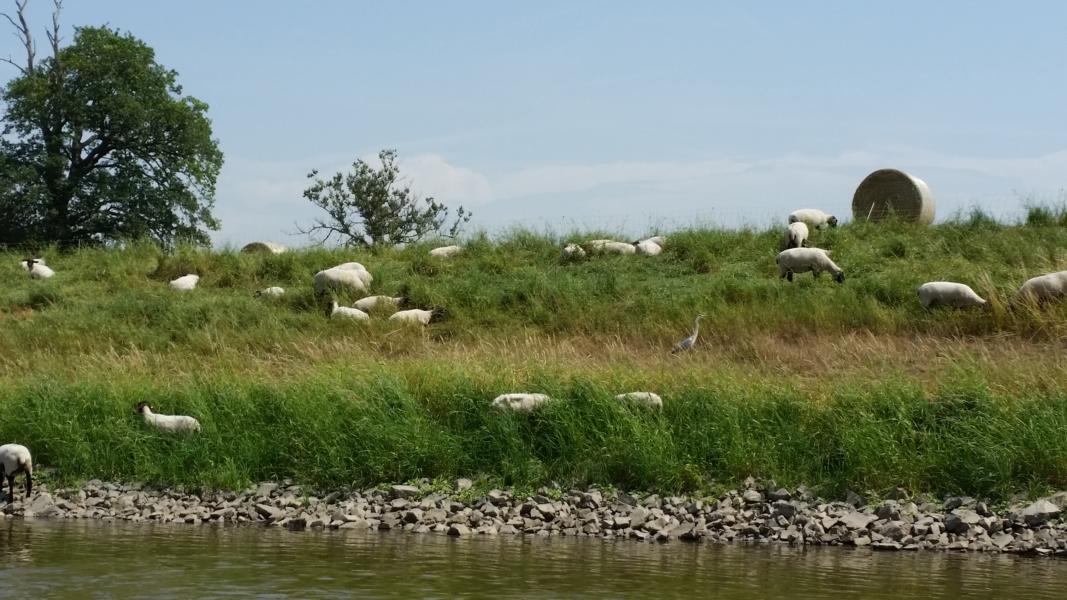 K800 2018 06 10 Schifffahrt Elbe 07
