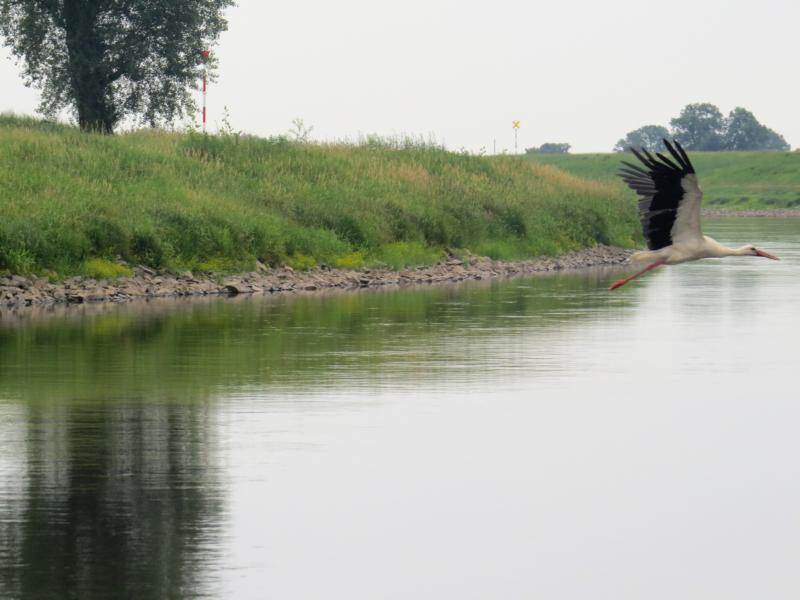 K800 2018 06 10 Schifffahrt Elbe 10