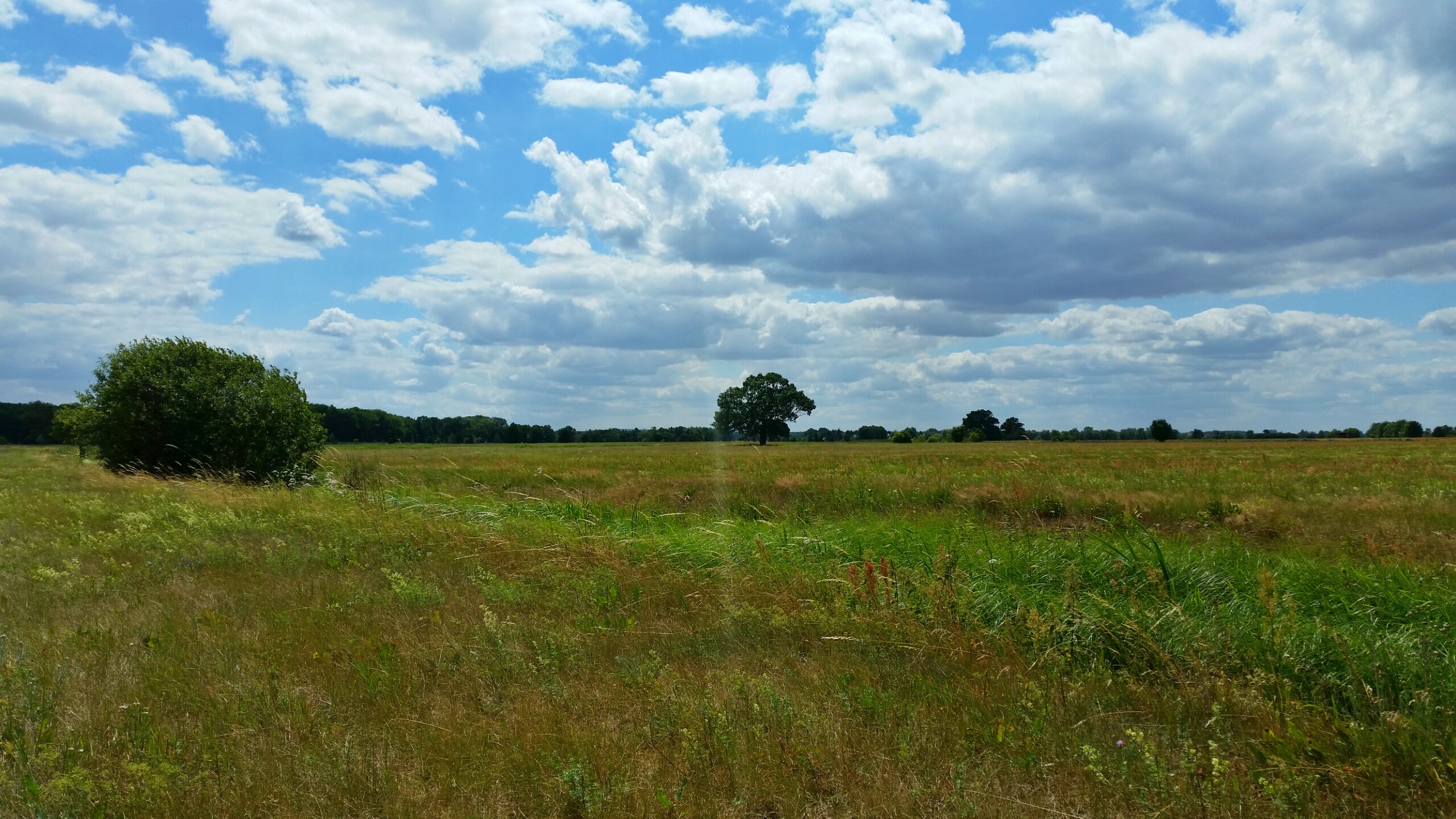 Melpitzer Wiesen 2020