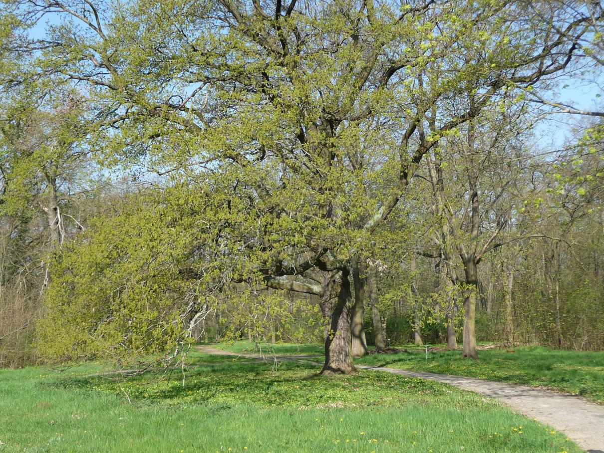 Landschaftspark Triestewitz LPV TO