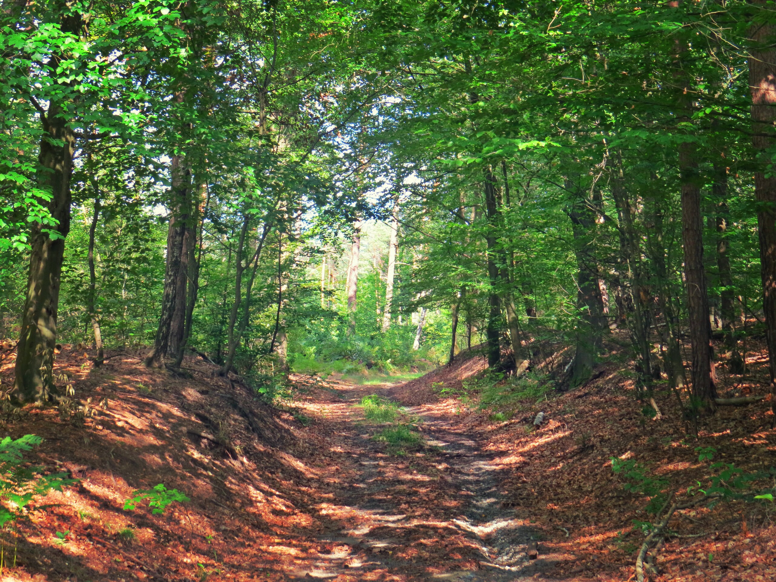 Waldweg Dbener Heide 2020